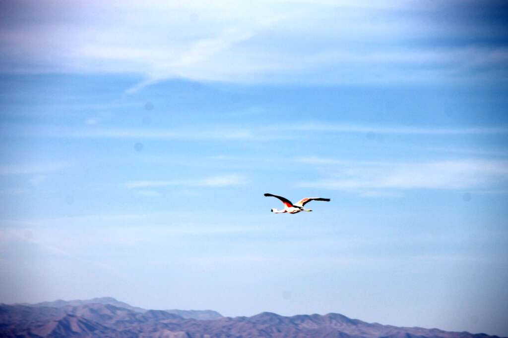 Fliegender Flamingo